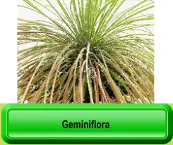 Geminiflora
