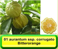 01 aurantum ssp. corrugato Bitterorange