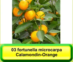 03 fortunella microcarpa Calamondin-Orange
