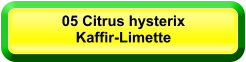 05 Citrus hysterix Kaffir-Limette