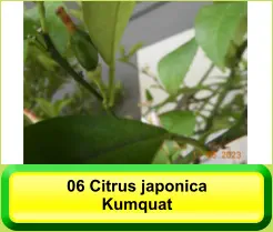 06 Citrus japonica Kumquat