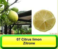 07 Citrus limon Zitrone