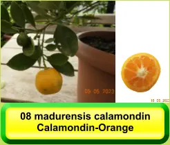 08 madurensis calamondin Calamondin-Orange