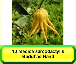 10 medica sarcodactylis Buddhas Hand