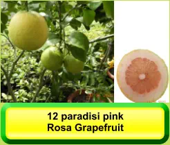12 paradisi pink Rosa Grapefruit