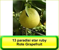 13 paradisi star ruby Rote Grapefruit