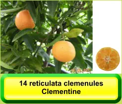 14 reticulata clemenules Clementine