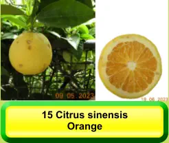 15 Citrus sinensis Orange