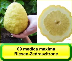 09 medica maxima Riesen-Zedraszitrone