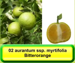 02 aurantum ssp. myrtifolia Bitterorange