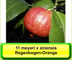 11 meyeri x sinensis Regenbogen-Orange
