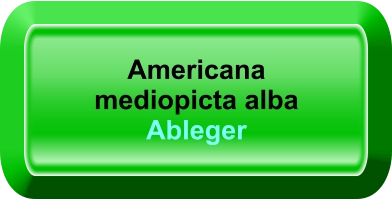 Americana mediopicta alba Ableger