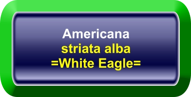 Americana striata alba =White Eagle=