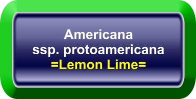 Americana ssp. protoamericana =Lemon Lime=