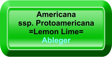 Americana ssp. Protoamericana =Lemon Lime= Ableger