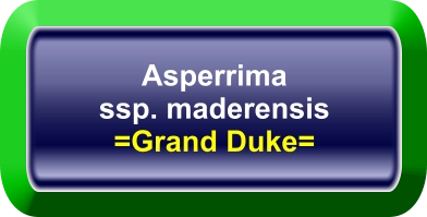 Asperrima ssp. maderensis =Grand Duke=