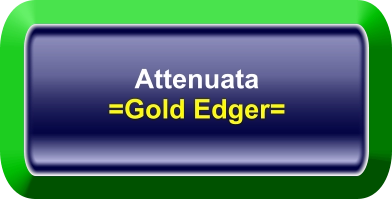 Attenuata =Gold Edger=