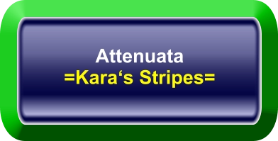 Attenuata =Kara‘s Stripes=