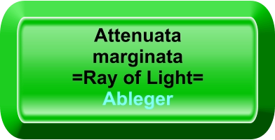 Attenuata marginata =Ray of Light= Ableger