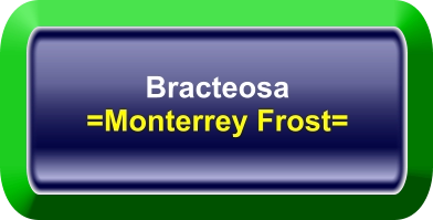 Bracteosa =Monterrey Frost=