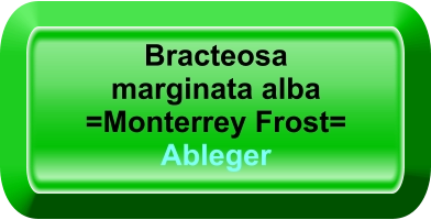Bracteosa marginata alba =Monterrey Frost= Ableger