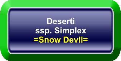 Deserti ssp. Simplex =Snow Devil=
