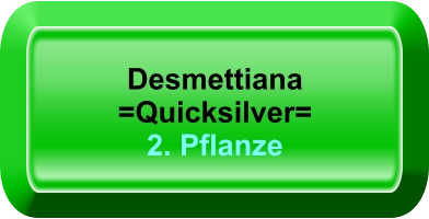 Desmettiana =Quicksilver= 2. Pflanze