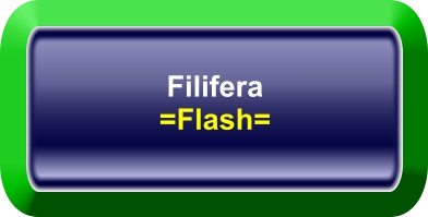 Filifera =Flash=