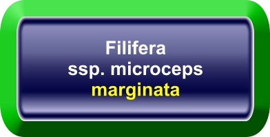 Filifera ssp. microceps marginata