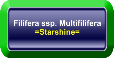 Filifera ssp. Multifilifera =Starshine=
