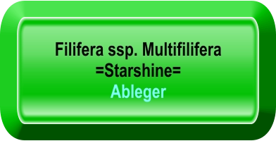 Filifera ssp. Multifilifera   =Starshine=  Ableger
