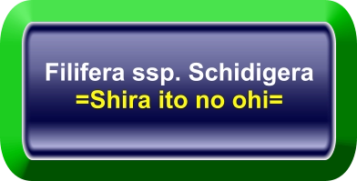 Filifera ssp. Schidigera =Shira ito no ohi=