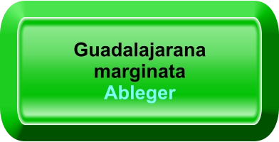 Guadalajarana marginata Ableger