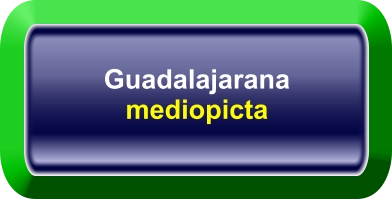 Guadalajarana mediopicta