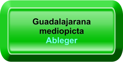 Guadalajarana mediopicta Ableger