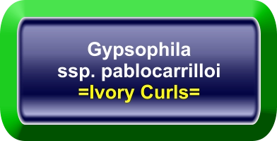 Gypsophila ssp. pablocarrilloi =Ivory Curls=