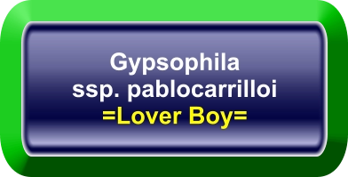 Gypsophila ssp. pablocarrilloi =Lover Boy=
