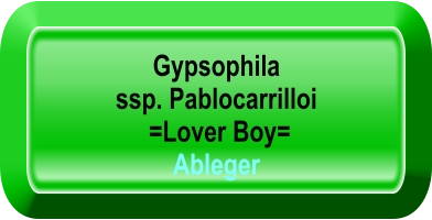Gypsophila  ssp. Pablocarrilloi  =Lover Boy= Ableger