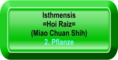 Isthmensis   =Hoi Raiz=  (Miao Chuan Shih) 2. Pflanze
