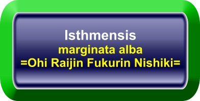 Isthmensis marginata alba =Ohi Raijin Fukurin Nishiki=
