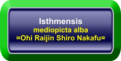 Isthmensis mediopicta alba =Ohi Raijin Shiro Nakafu=