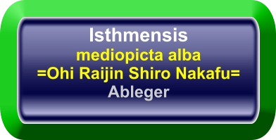 Isthmensis mediopicta alba =Ohi Raijin Shiro Nakafu= Ableger