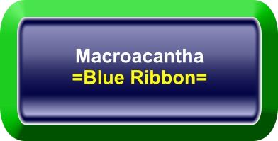 Macroacantha =Blue Ribbon=
