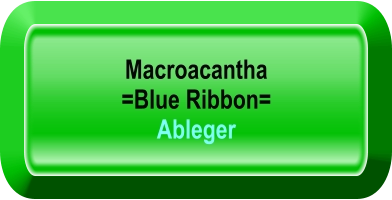 Macroacantha   =Blue Ribbon= Ableger