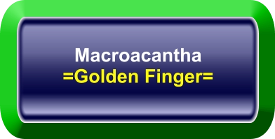 Macroacantha =Golden Finger=