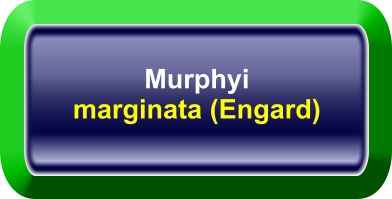 Murphyi marginata (Engard)