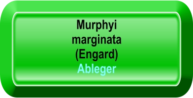 Murphyi  marginata (Engard) Ableger