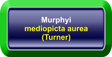 Murphyi mediopicta aurea  (Turner)
