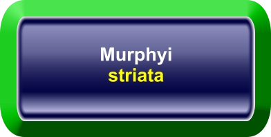 Murphyi striata