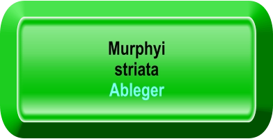 Murphyi  striata Ableger